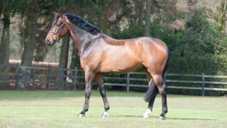 Fascinating Fortuna springpaard kopen